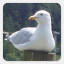 Buscar gaviota pegatinas Vida silvestre