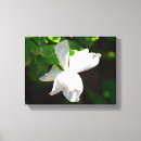 Buscar gardenias posters Pétalos