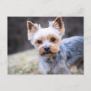 Buscar terrier de yorkshire postales Canino