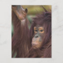 Buscar orangután postales Borneo