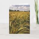 Buscar trigo tarjetas Cosechas