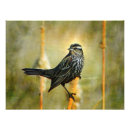 Buscar pájaros cantantes posters General y unisex