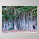Buscar baniano Banyan