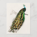 Buscar pavo real indio postales Charles dessalines d' orbigny
