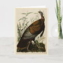 Buscar pájaros salvajes tarjetas Ilustracion