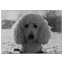 Buscar caniche fotografía Blanco y negro