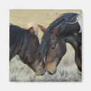 Buscar caballo salvaje imanes Caballos salvajes