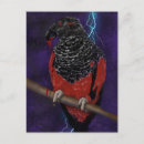 Buscar loro negro postales Rojo