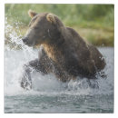 Buscar salmon azulejos Pesca