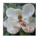 Buscar magnolia azulejos Flor de la magnolia