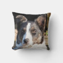 Buscar border collie cojines Perros