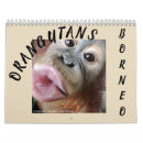 Buscar monos calendarios Orangután