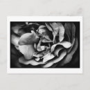 Buscar desarrollo postales Flor