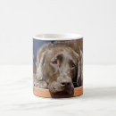 Buscar labrador retriever tazas Animales