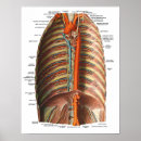 Buscar tórax posters Médico