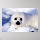 Buscar cría de foca posters Lindo