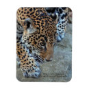 Buscar jaguar imanes Gatos grandes