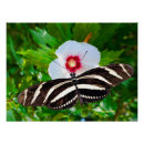 Buscar cebra posters Vida silvestre