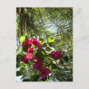 Buscar palmeras postales Flor