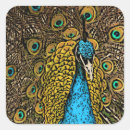 Buscar pavo pegatinas Artístico