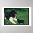 Buscar perro de terranova posters Perrito