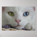 Buscar extraño posters Blanco