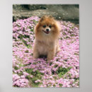 Buscar florece posters Rosa
