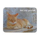 Buscar tabby imanes Felino