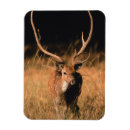 Buscar baobab imanes Bosque