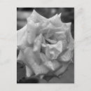 Buscar rosa blanco negro postales Invitados