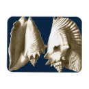 Buscar concha imanes 7 º concha