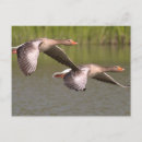 Buscar gansos canadienses postales Vuelo