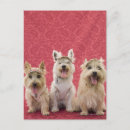 Buscar westie postales Amistad