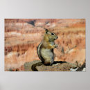 Buscar ardilla arte Vida silvestre