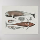 Buscar biología marina posters Ballenas