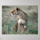 Buscar panthera leo posters Vida silvestre