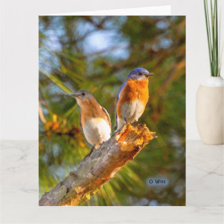 040 mate grande de la tarjeta 8.5x11 del cortejo