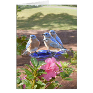 050 Bluebirds cardan para siempre el mate 5x7