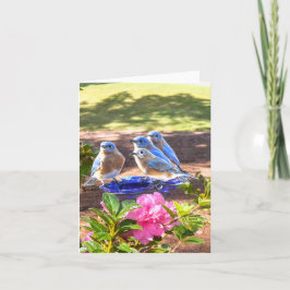 050 de los Bluebirds mate de la tarjeta de nota