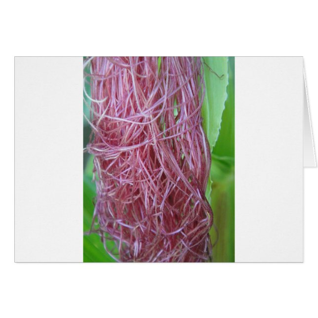 056.JPG (Anverso (Horizontal))