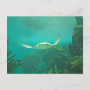 104_3660 - Postales de Sting Ray
