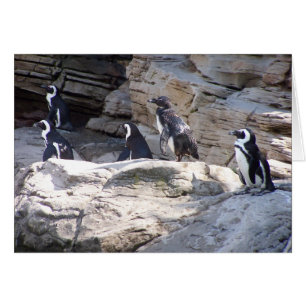 104_3669 - Tarjeta postal pingüina