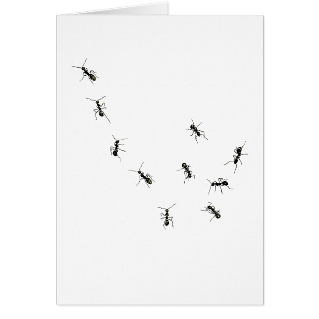 10 hormigas (Frente)