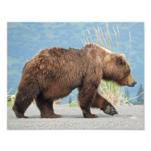 11" x 14" foto del oso grizzly
