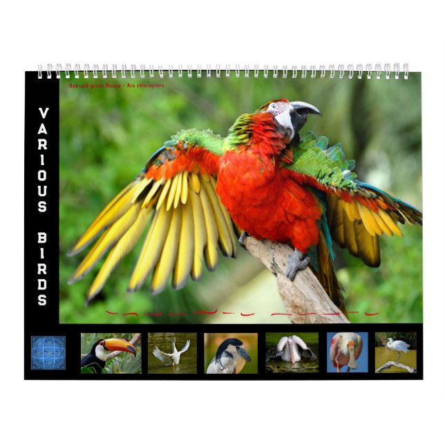12 calendario de fotos de varias aves (Tapa)