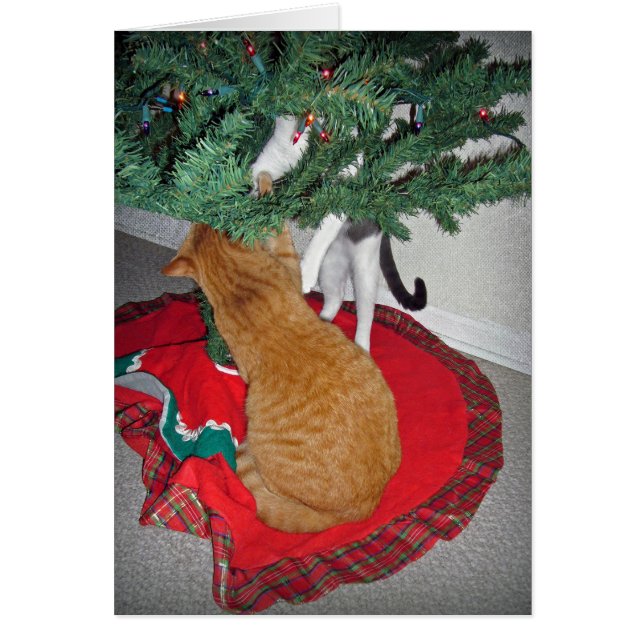 12 gatos a escalando (Frente)