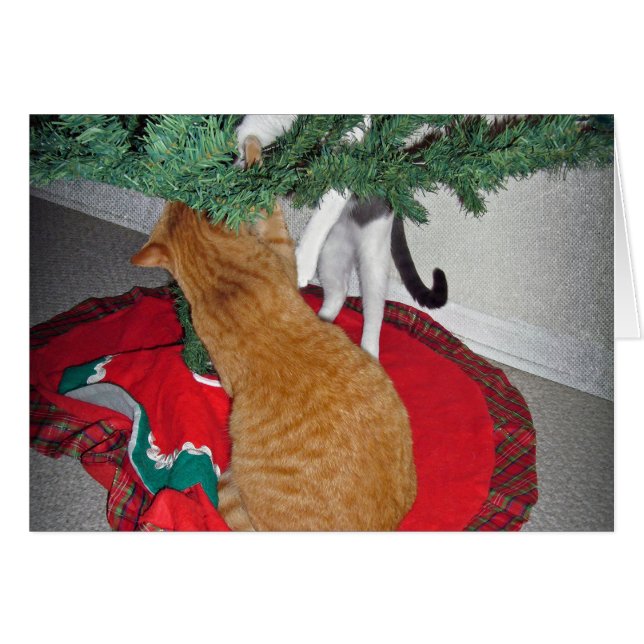 12 gatos a escalando (Anverso (Horizontal))