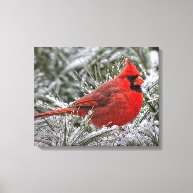12 x 12 Lienzo Imprimir el Cardenal Rojo (Anverso)