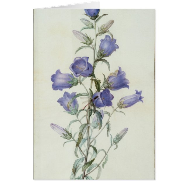 15: Campanula: Medio 1787 (Frente)