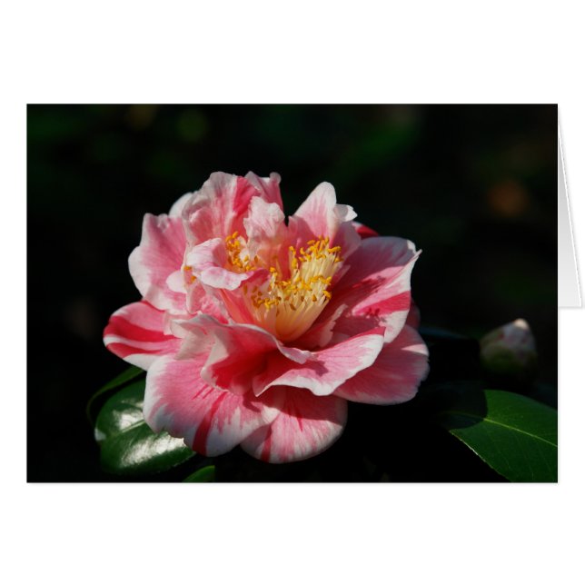 167 - Personalizado (Anverso (Horizontal))